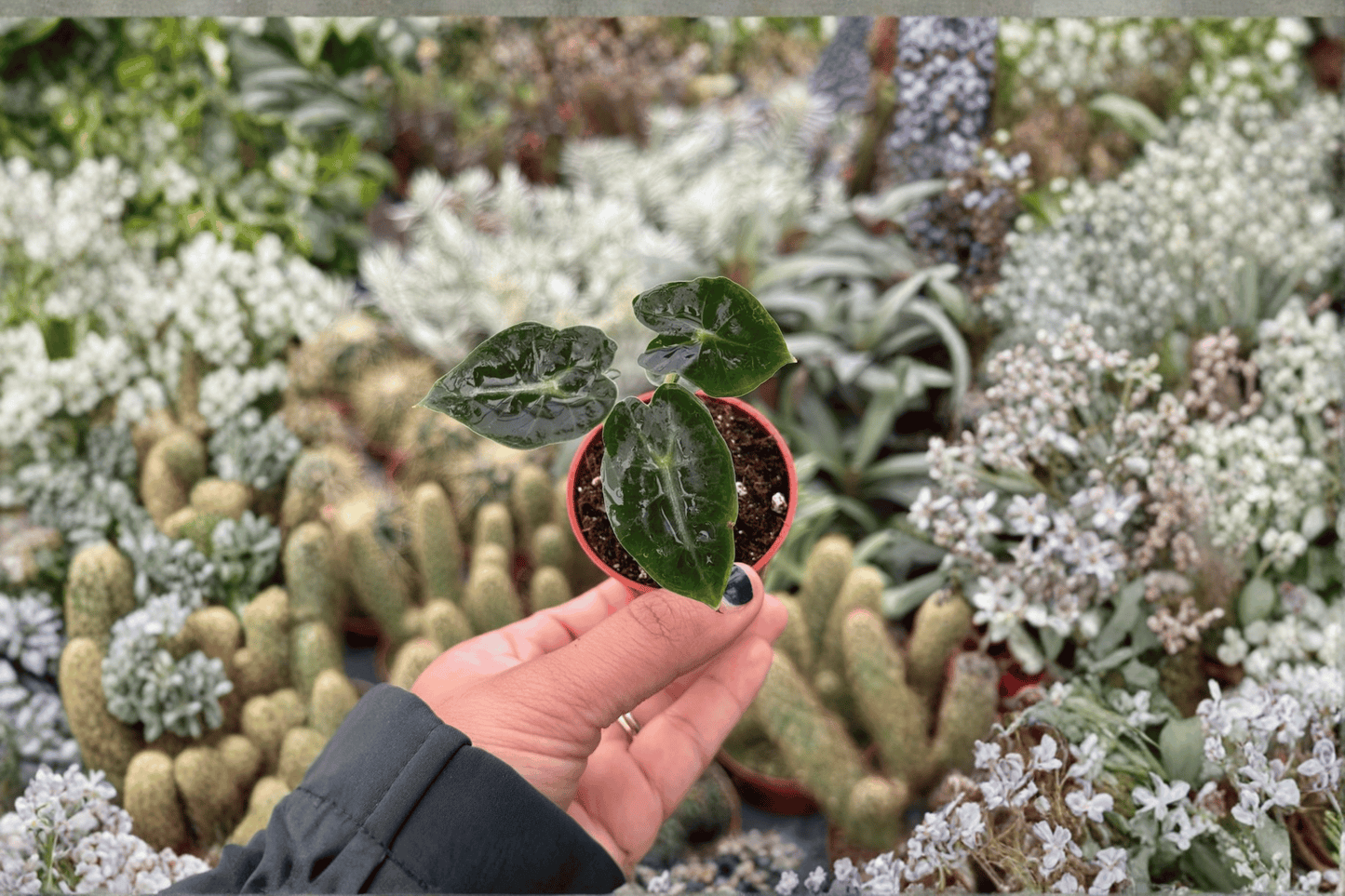 Alocasia Mandalay 2 Starter Live Plants – 2-Inch Pot Size – Alocasia ‘Mandalay’