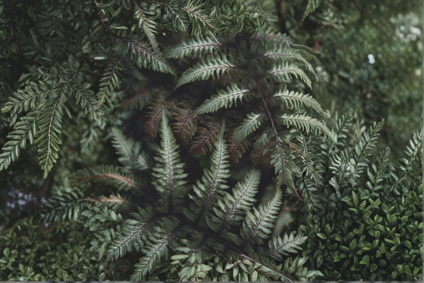 Japanese Painted Fern Live Plants 3 Rooted Starters in 1 Qt Pots Athyrium Niponicum Shade Garden Fern