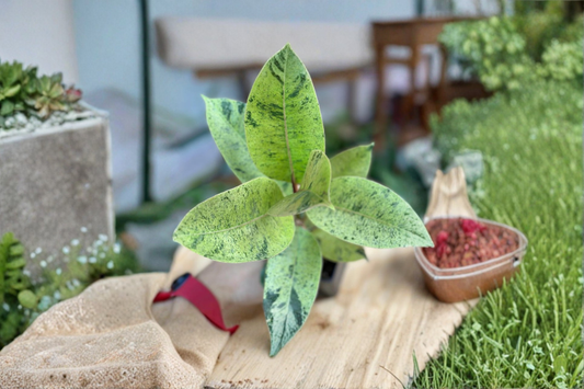 Ficus Shivereana Moonshine Live Plant Variegated Rubber Plant Rare Indoor Houseplant Starter Plant Decor Gift