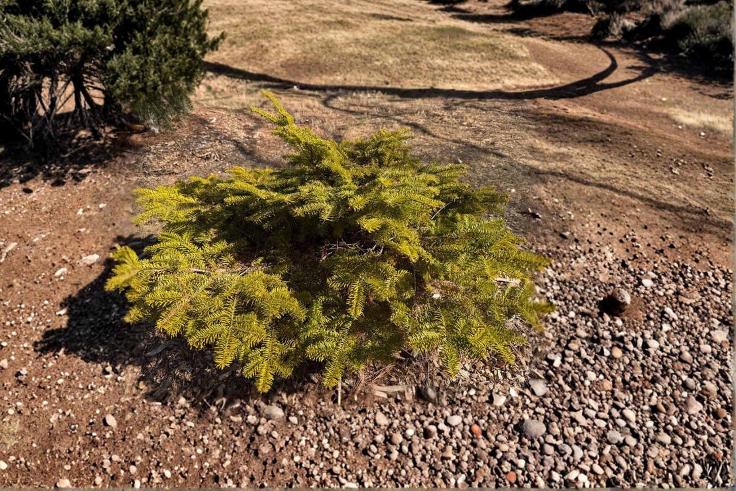 Golden Spreader Nordmann Fir 10 Inch Live Plant 1 Gallon Pot – Abies nordmanniana Dwarf Evergreen Conifer Golden Foliage