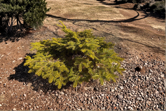 Golden Spreader Nordmann Fir 10 Inch Live Plant 1 Gallon Pot – Abies nordmanniana Dwarf Evergreen Conifer Golden Foliage