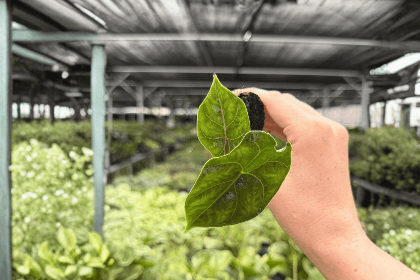 Alocasia Azlanii 2 Exact Starter Live Plants – Plug – Alocasia azlanii