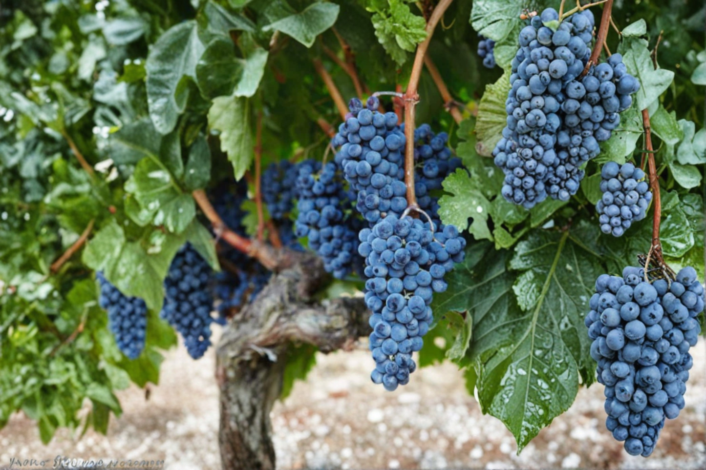 Dwarf Black Grape Seeds 30 Pack Bonsai Fruit Plant Sweet Grape Vine Seeds Rare Garden Planting USA Harvest
