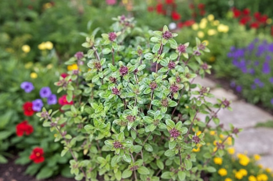 Doone Valley Thyme Live Plant Thymus Ground Cover Herb Plant 4 to 5 Inch Perennial Garden Plant Free Shipping