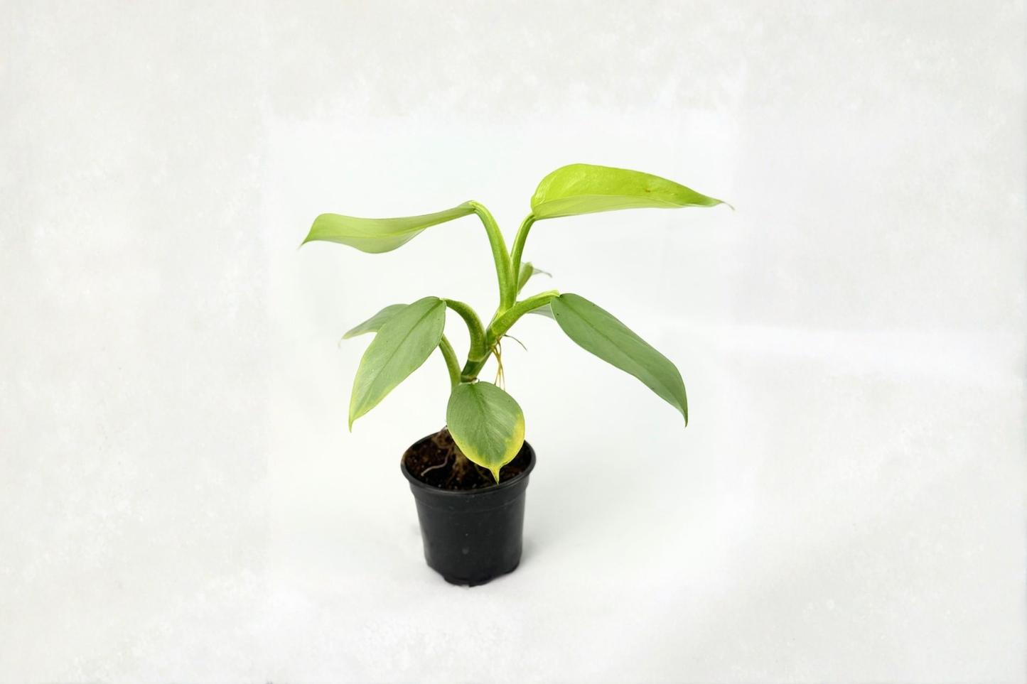 Philodendron Silver Sword Live Plant Silver Leaf Tropical Houseplant in 3-4 Inch Pot Indoor Plant Gift Decor