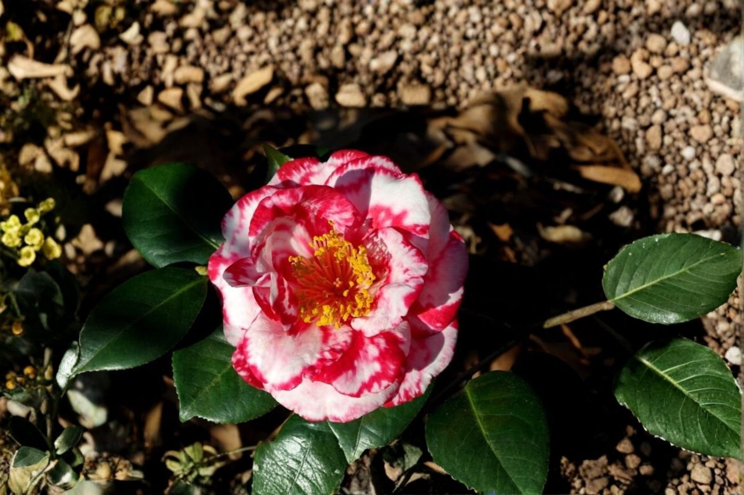 Camellia japonica Terry Giley Live Plant 3 Gallon Pot Japanese Camellia Pink Double Flowers Evergreen Shrub Garden Landscape