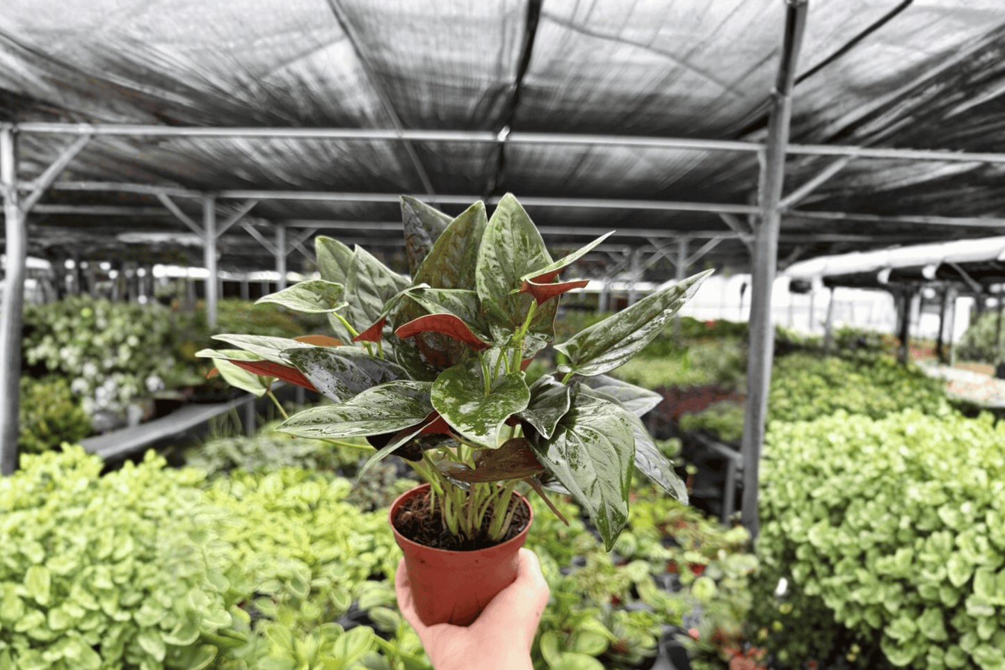 Syngonium Red Arrow 2 Exact Live Plants – 4-Inch Pots – Syngonium ‘Red Arrow’