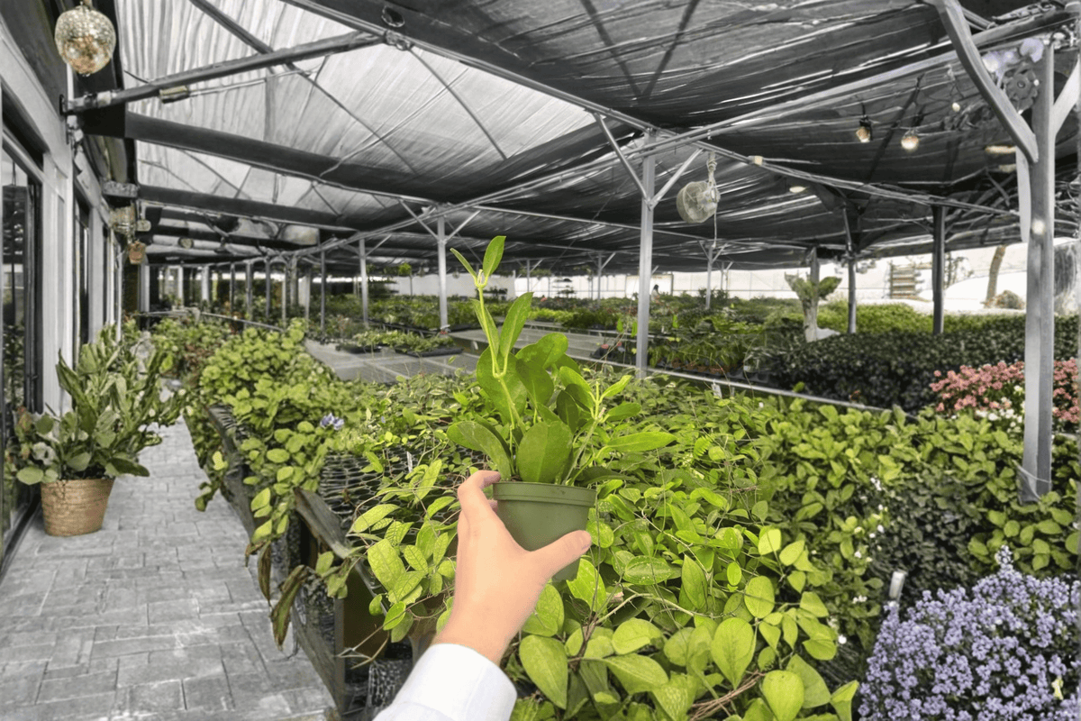Hoya Australis 2 Live Plants – 4-Inch Pots – Hoya australis