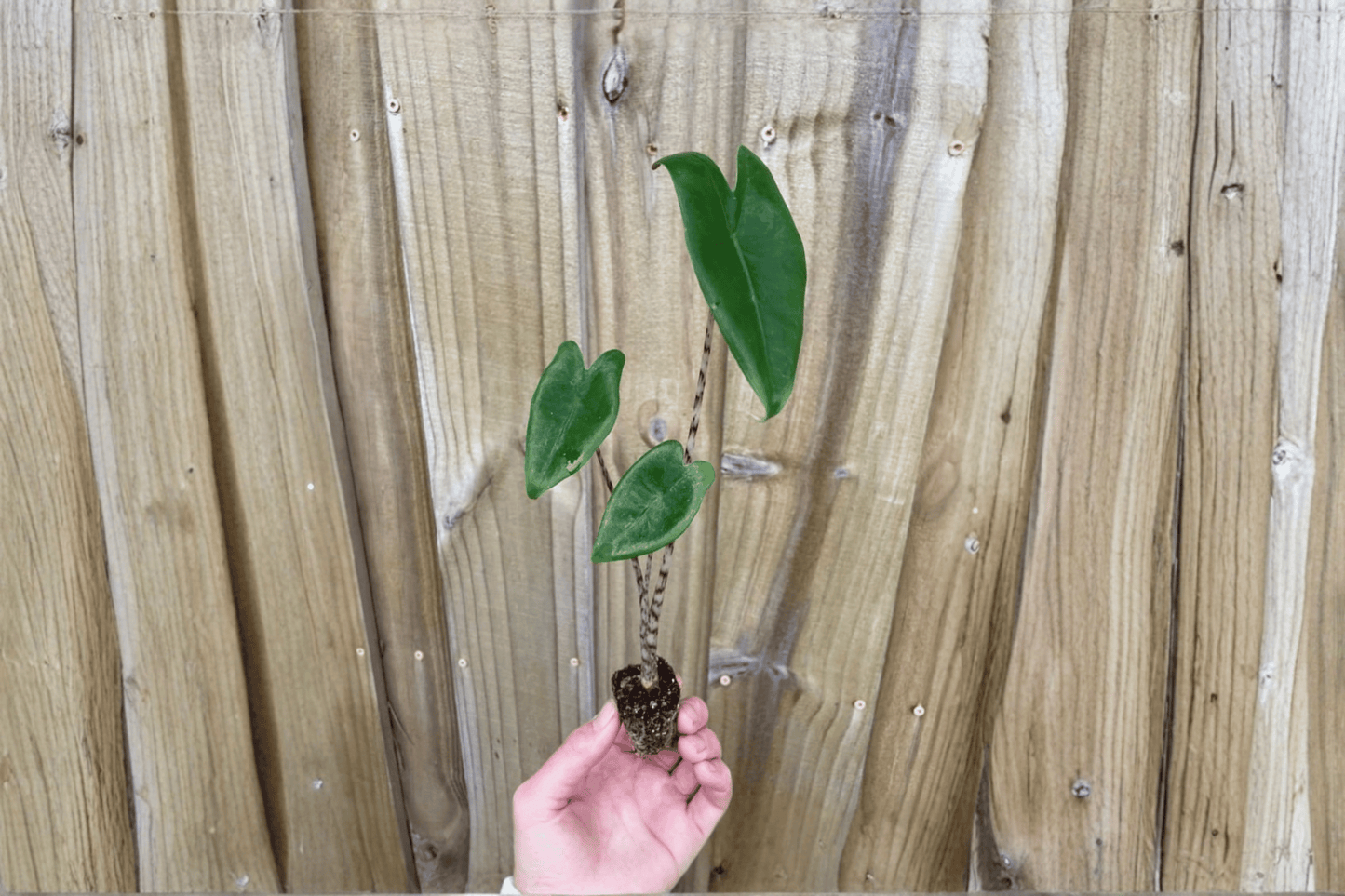 Alocasia zebrina 2 Live Starter Plants – Soil Pods