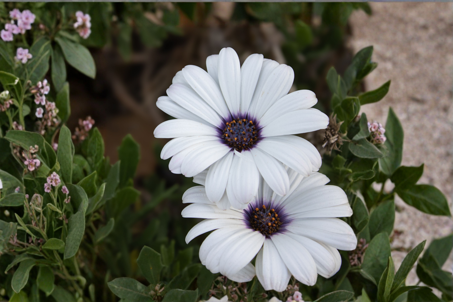 White African Daisy Live Plant in 4-Inch Pot – Osteospermum spp.