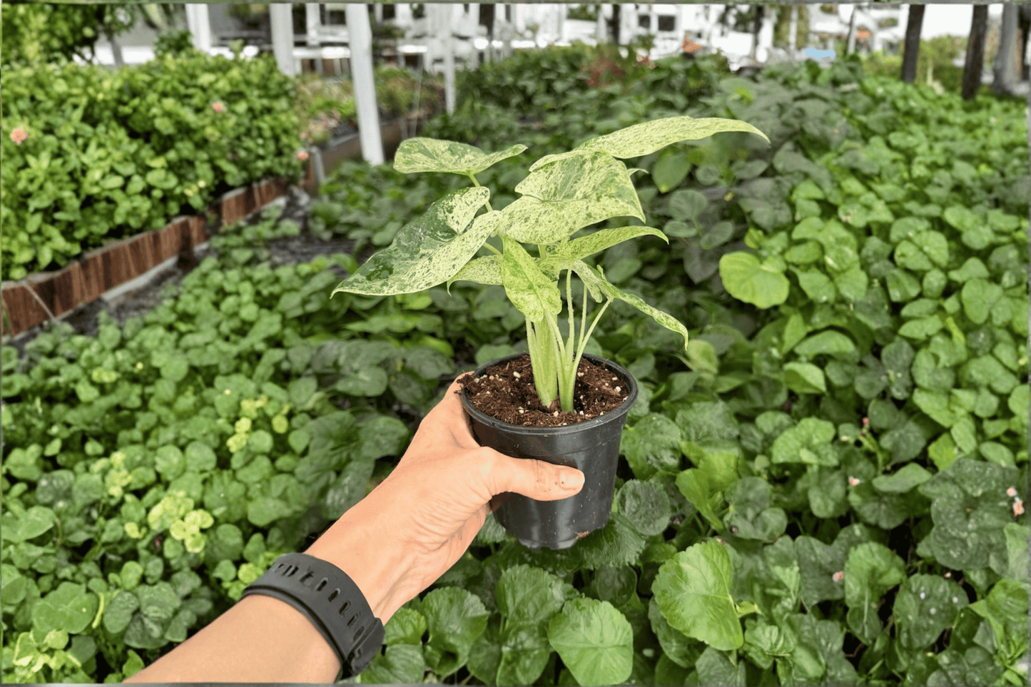 2 Exact Alocasia odora 'Batik Snow' Variegated Live Plants in 4-Inch Pots – Alocasia odora 'Batik Snow'