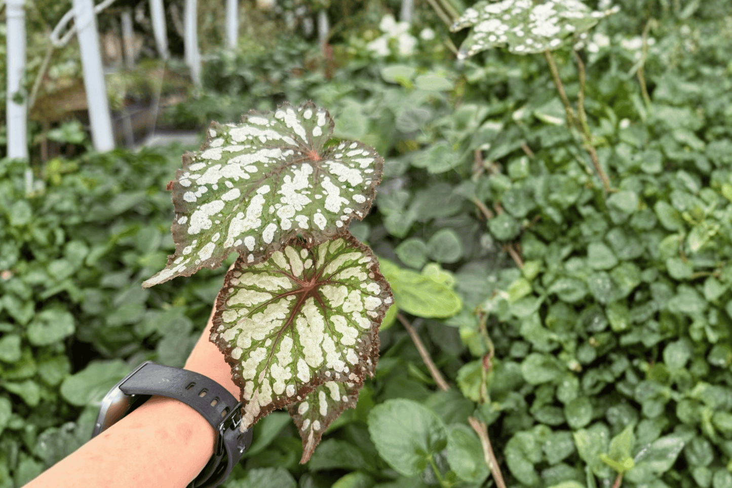 2 Exact Begonia Summer Storm Starter Plants – Begonia Hybrid Live Plants