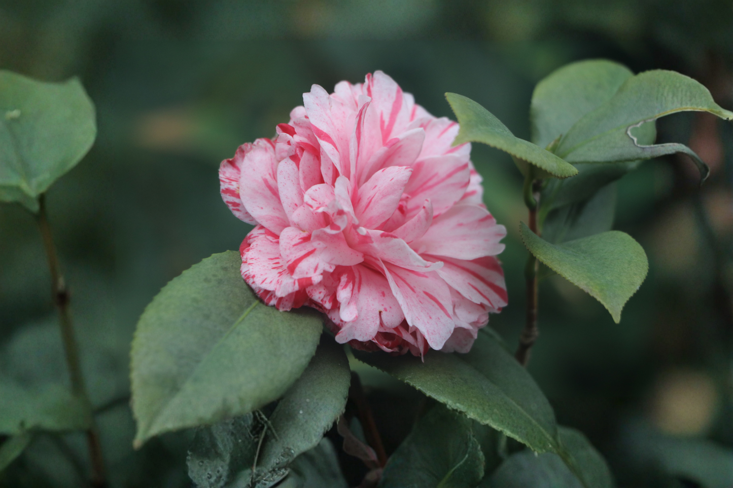 Daikagura Camellia Japonica Live Starter Plant 4L Pot – Evergreen Flowering Shrub
