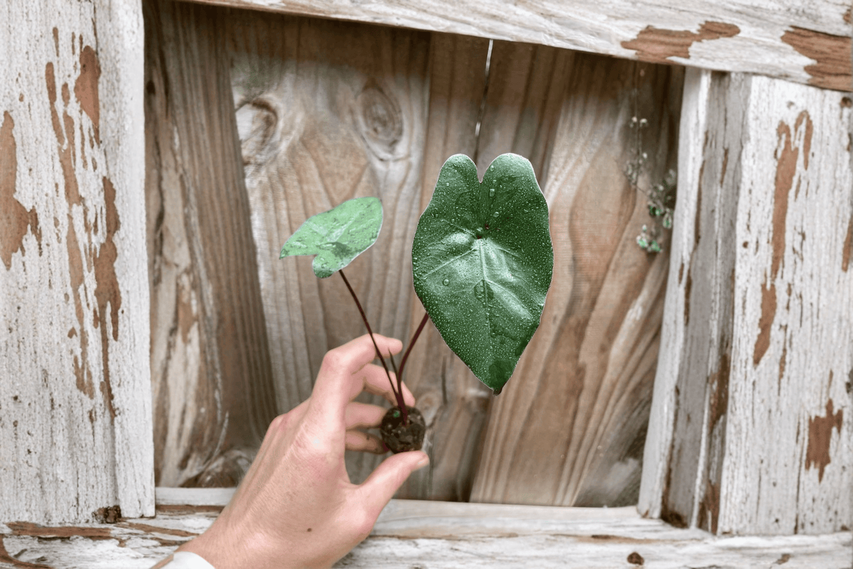 2 Alocasia Plumbae Metallica Starter Plants – Bare Root Live Alocasia