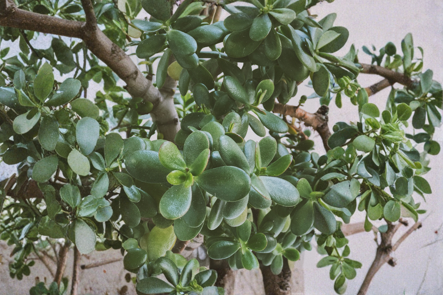 Crassula Ovata Jade Plant Live Cuttings 2–3 Inches Tall – Crassula ovata