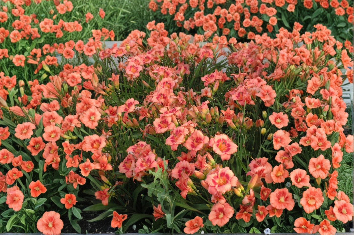 Daylily ‘Strawberry Candy’ 3 Bare Root Plants – Pink Red Reblooming Hemerocallis for Summer Garden Flowers