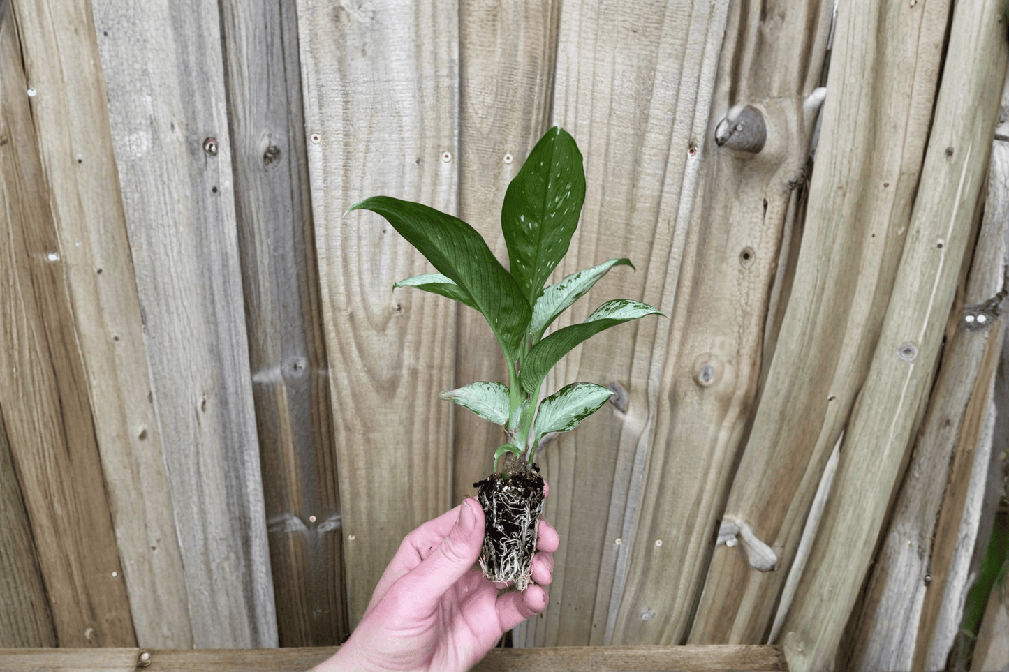 2 Dieffenbachia 'Snow' Starter Plants Bare Root – Dieffenbachia 'Snow'