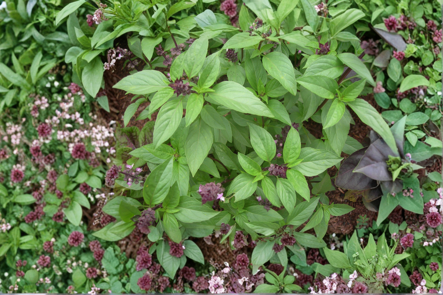 Thai Basil Live Plants 2 Rooted Herb Plants Ocimum basilicum thyrsiflora GMO Free Starter Plants Without Pot