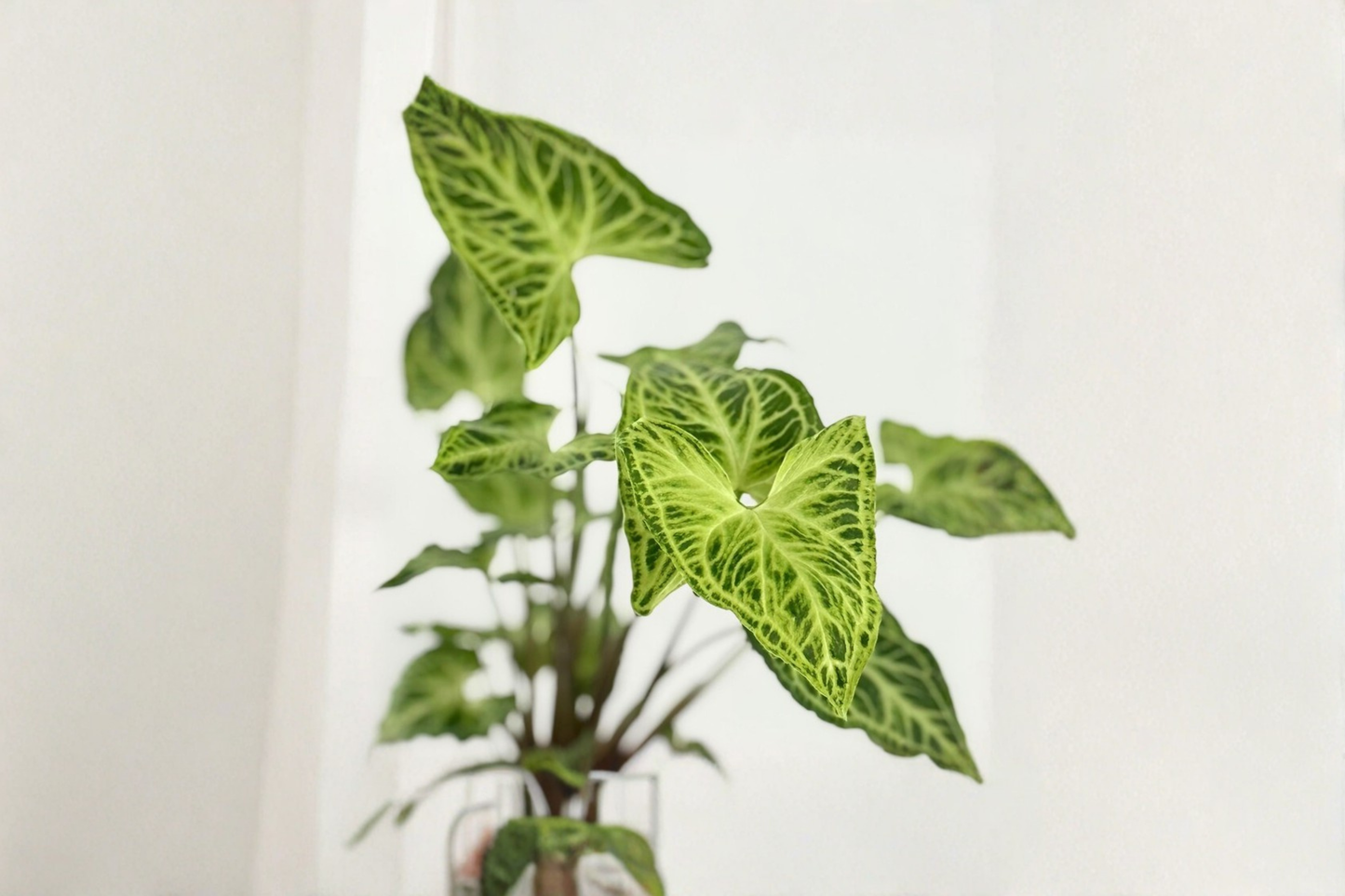 Syngonium Batik Live Plant White Variegated Arrowhead Vine Tropical Starter Plant
