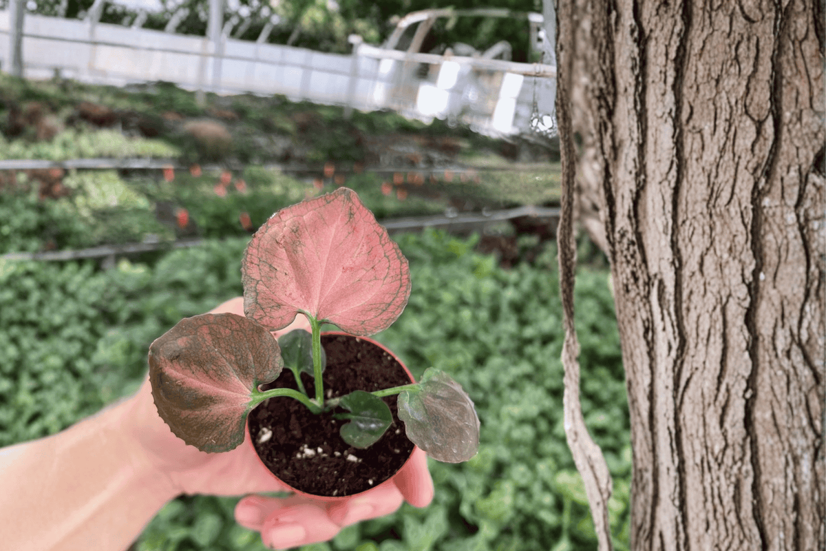 2 Syngonium 'Orm Nak' Starter Plants – 2-Inch Bare Root Live Arrowhead Plants