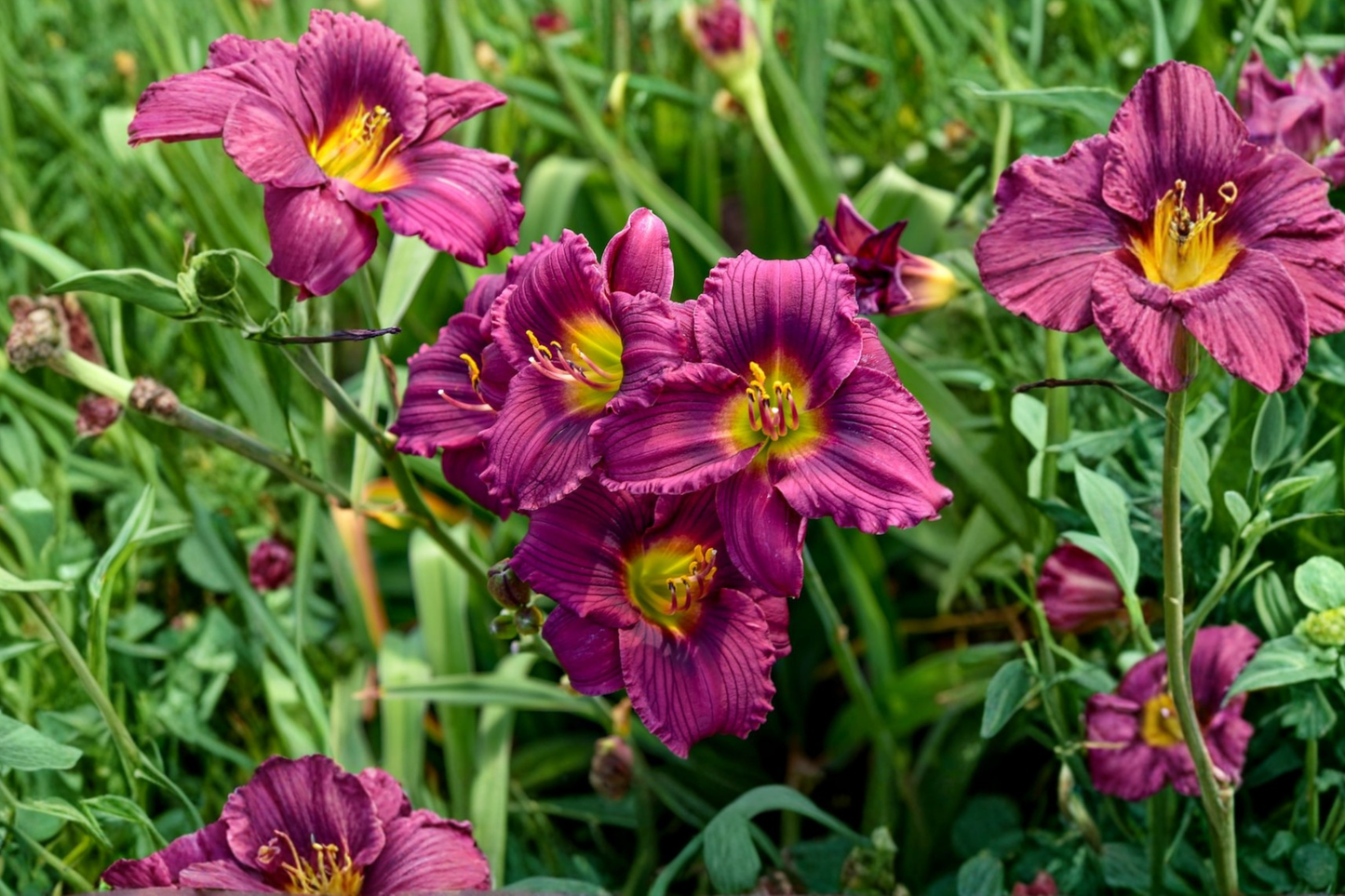 Little Grapette Daylily 3 Bare Root Plants Purple Flower Perennial Easy Care Garden Border Hemerocallis