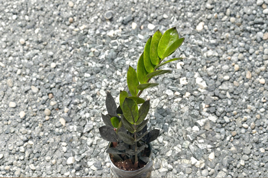 Black Queen ZZ Plant Live Plant 4 Inch Pot Rare Zamioculcas Houseplant Fully Rooted Tropical Indoor Plant Gift