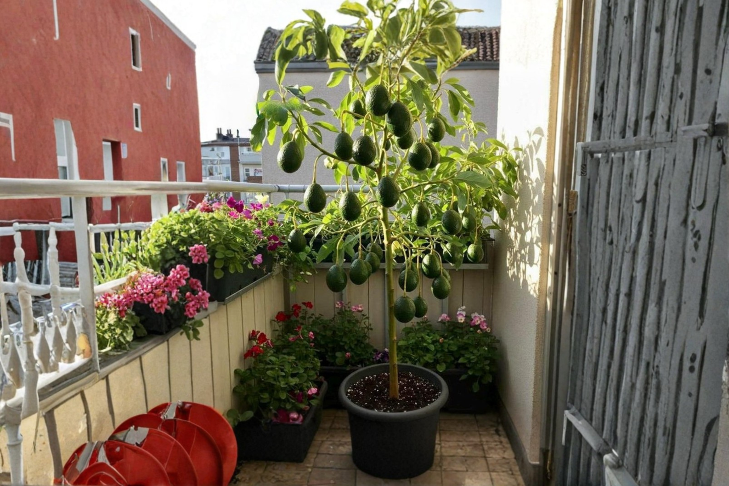 Mexican Avocado Tree Grafted Live Plant 3 to 4 Ft Tall Avocado Fruit Tree Patio Garden Plant
