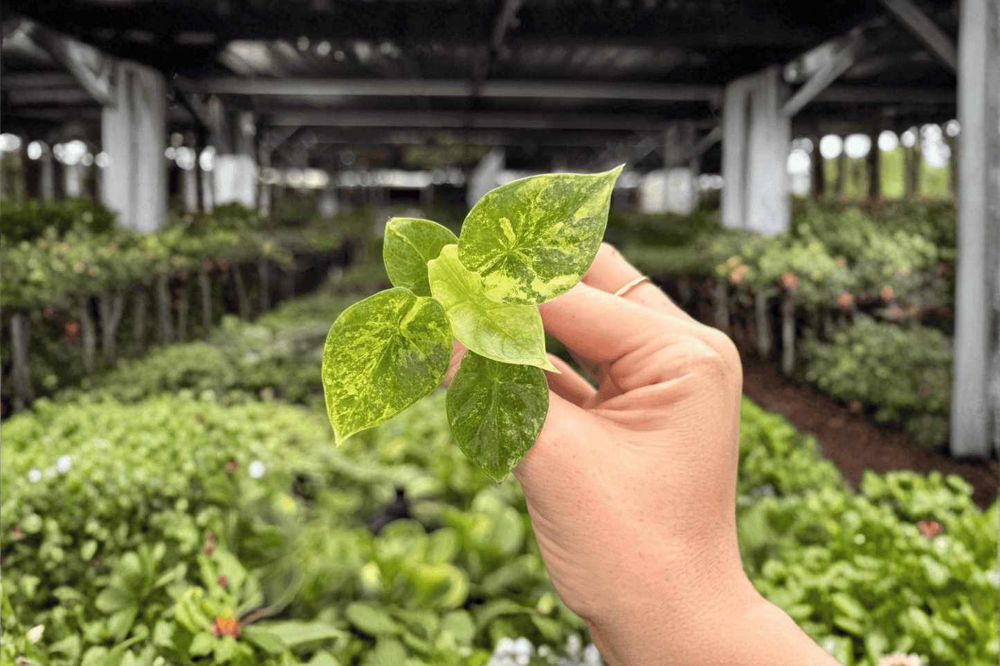 2 Exact Alocasia Silver Dragon Aurea Variegated Starter Plants – Alocasia baginda 'Silver Dragon Aurea Variegata'