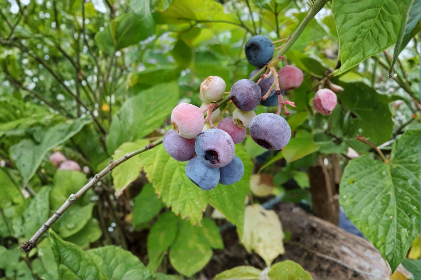 Pink Lemonade Blueberry Live Plants 2 Rooted Starters in 1 Qt Pots Vaccinium Fruit Bearing Shrub Plant