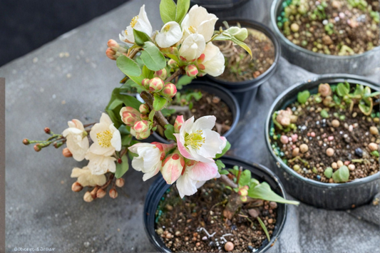 Flowering Quince ‘Toyo Nishiki’ 2 Gallon Live Plant – Chaenomeles Shrub with Red Pink White Blooms for Spring Garden
