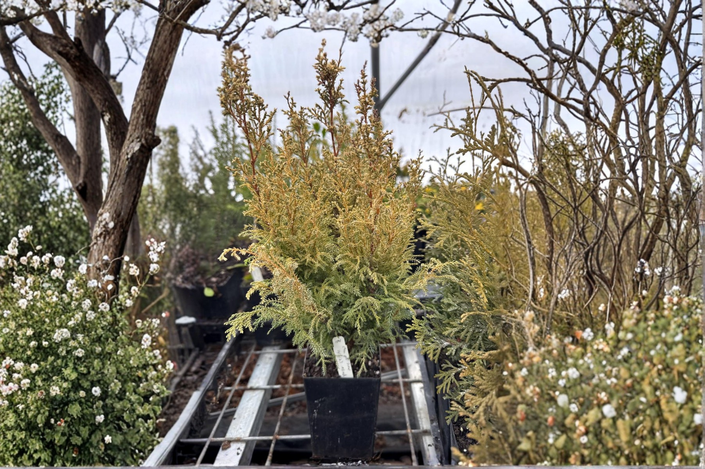 Snow Cypress Live Plant 4 Inch Pot – Chamaecyparis pisifera Dwarf Evergreen White Tip Foliage Garden Plant