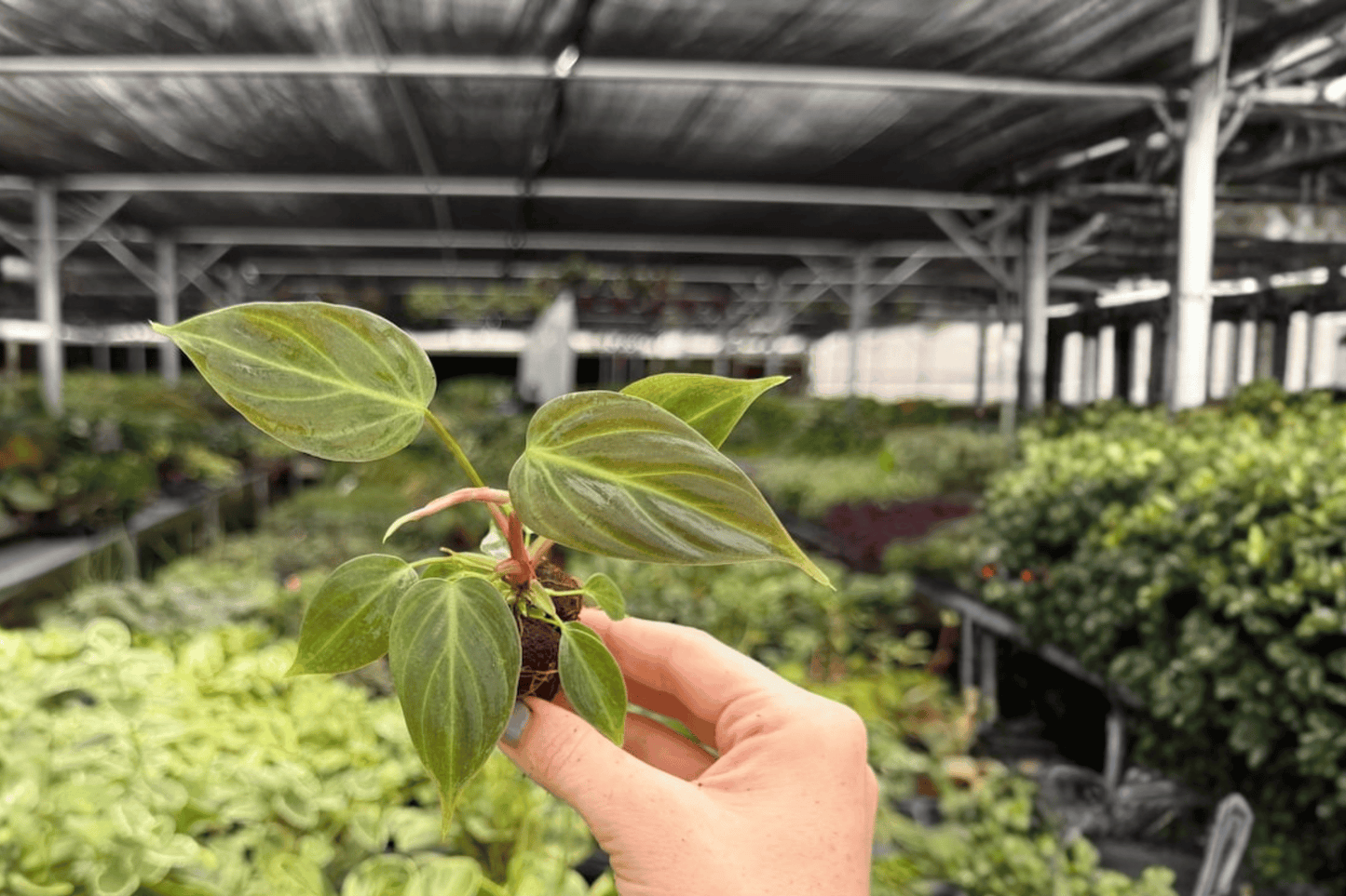 Philodendron El Choco Red 2 Exact Starter Live Plants – Plug – Philodendron rubrijuvenile