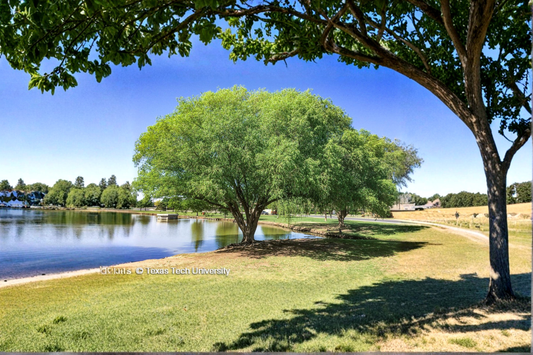 Globe Willow Tree 4-6 Ft Live Plant – Fast Growing Salix Shade Tree Deciduous Landscape Tree