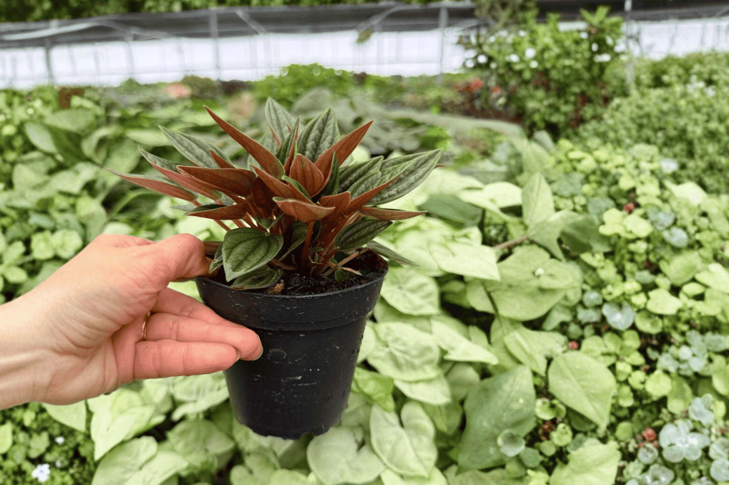 Peperomia Rosso 2 Exact Live Plants – 4-Inch Pots – Peperomia caperata ‘Rosso’