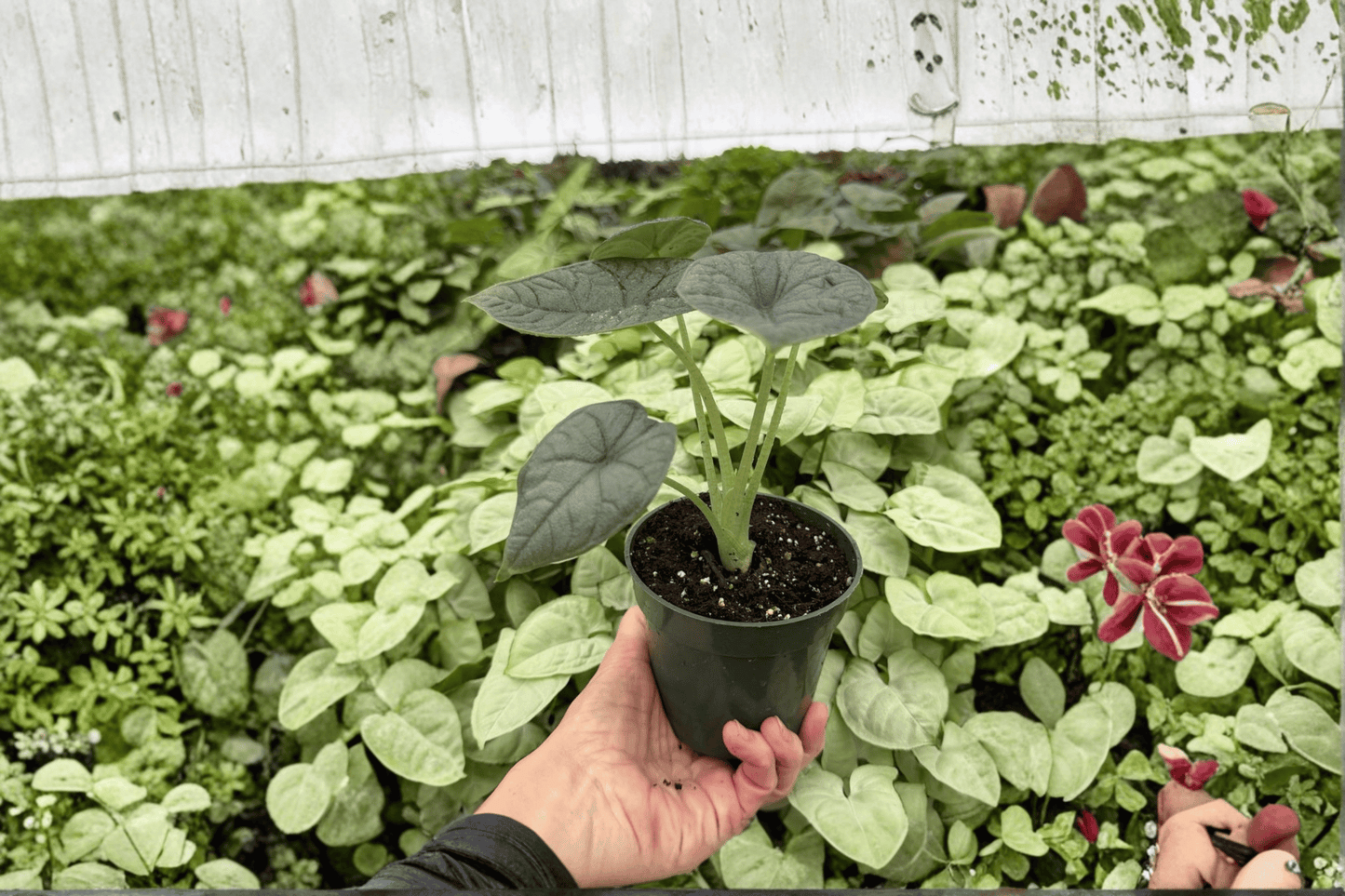 2 Exact Alocasia melo 'Rugosa' Live Plants in 4-Inch Pots – Alocasia melo 'Rugosa'