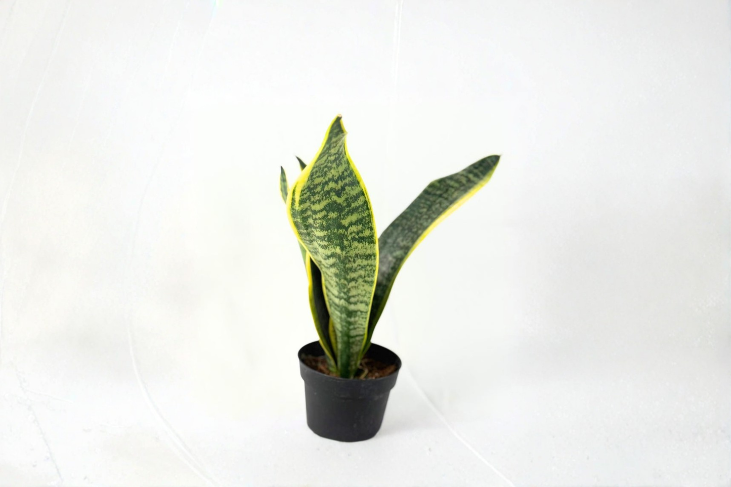 Sansevieria Laurentii Live Snake Plant Mother in Laws Tongue in 4 Inch Pot Beginner Indoor Houseplant Gift