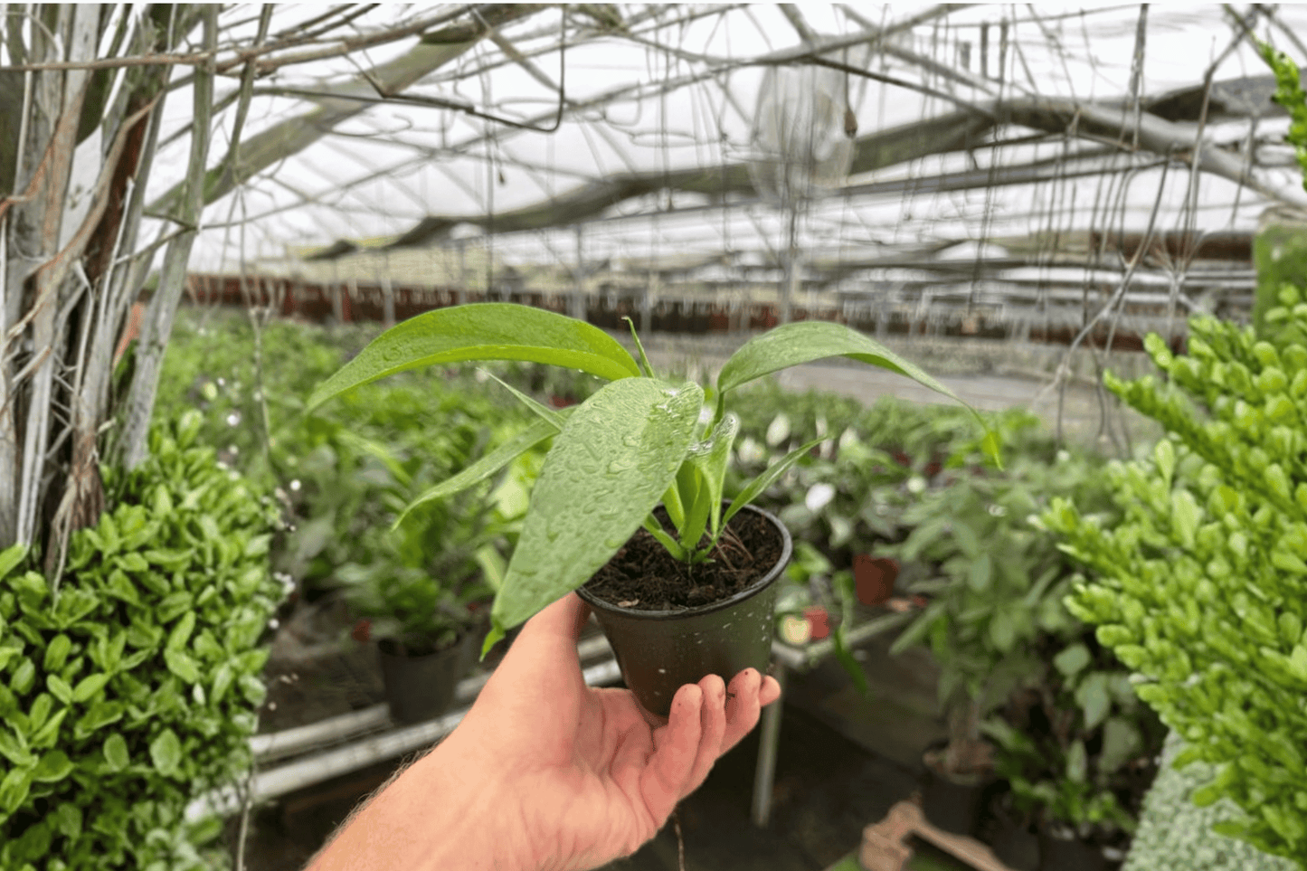 2 Philodendron panduriforme 4-Inch Pot Plants – Bare Root – Live Philodendron