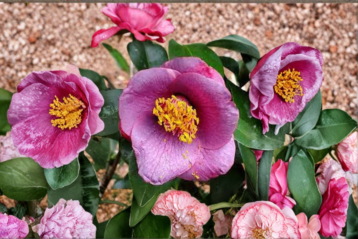 Japanese Camellia ‘Grape Soda’ 1 Gallon Live Plant – Camellia japonica Evergreen Flowering Shrub
