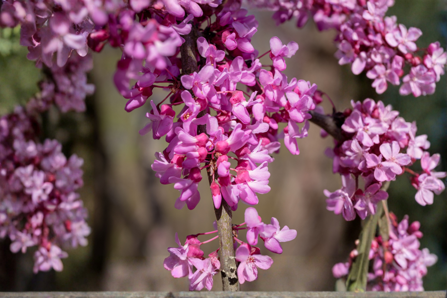 Redbud Tree Live Plant 16+ Inches – 1 to 2 Year Old Starter (Cercis canadensis)