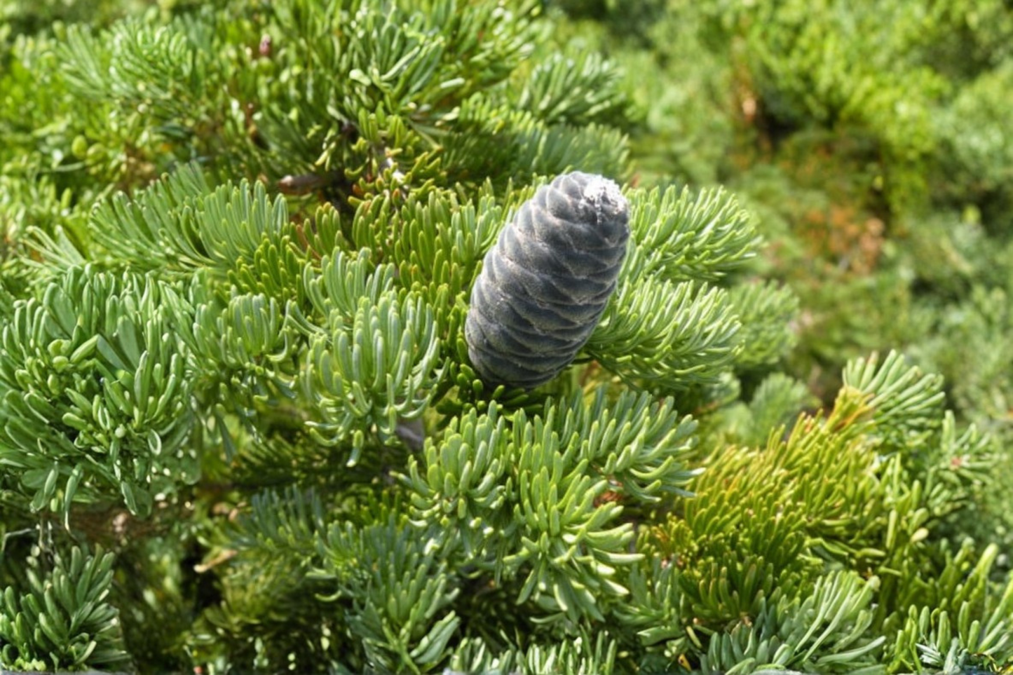 Subalpine Fir Live Plant 1 Gallon Pot 10 Inch Tall Abies lasiocarpa Evergreen Conifer Tree Cold Hardy Landscape Tree