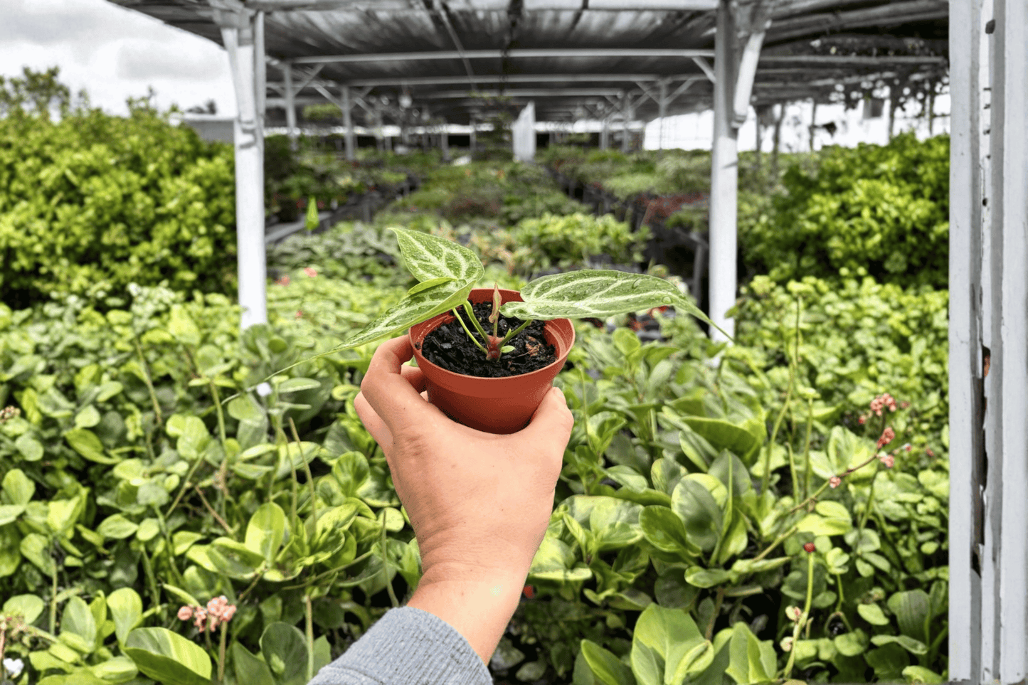 Anthurium Silver Hope x Red Sinus 2 Exact Live Plants – 4-Inch Pots