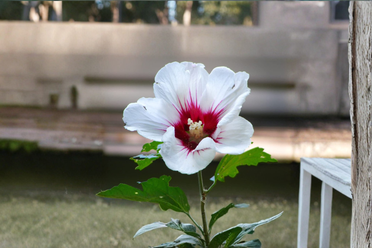 White Rose of Sharon Plant Double Flower Althea 1 Gal Hibiscus Shrub Live Outdoor Garden Flowering Plant
