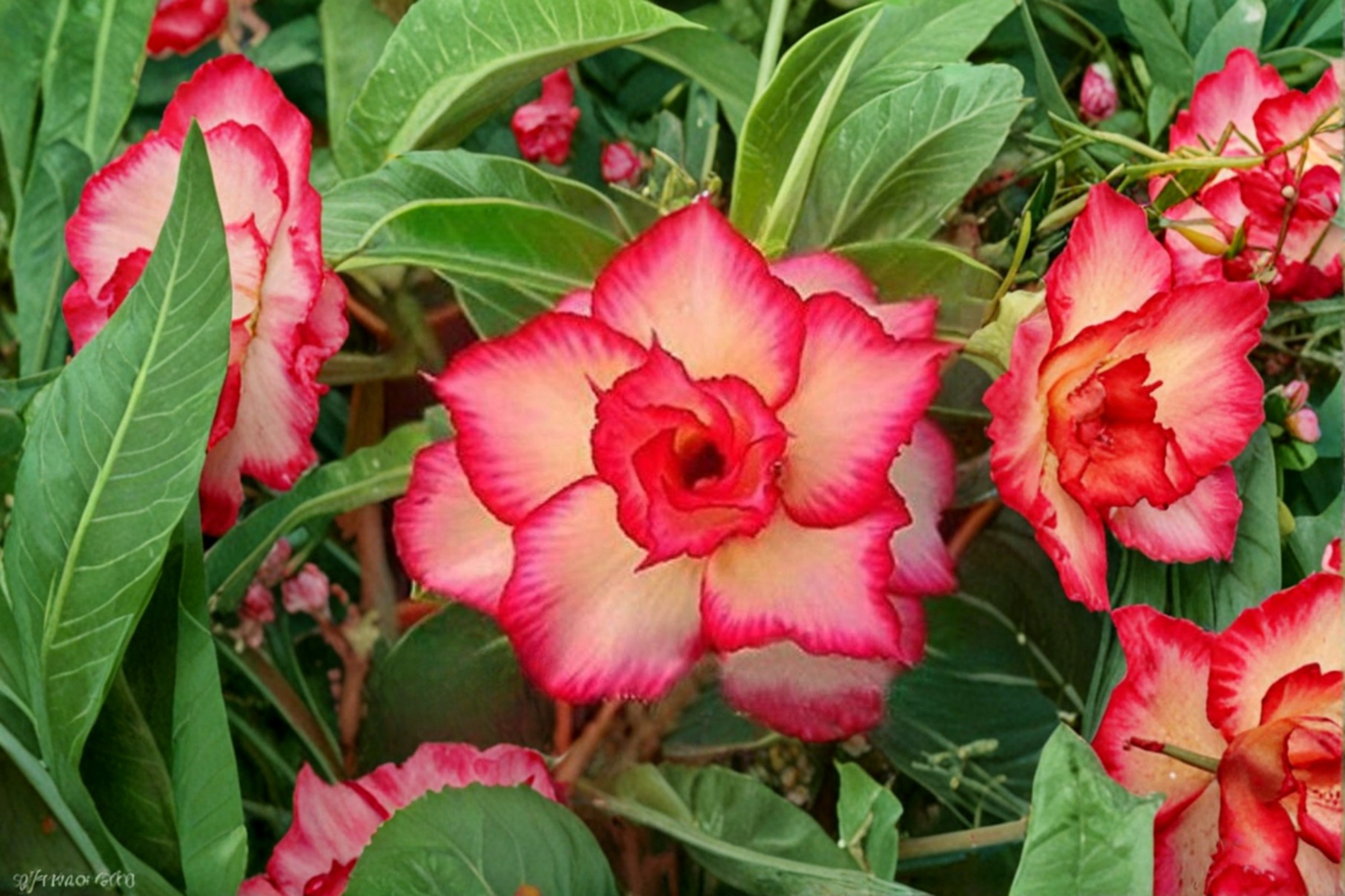 Desert Rose Seeds Adenium Obesum Mixed Color Flower Variety 10 Seeds Succulent Ornamental Plant Growing