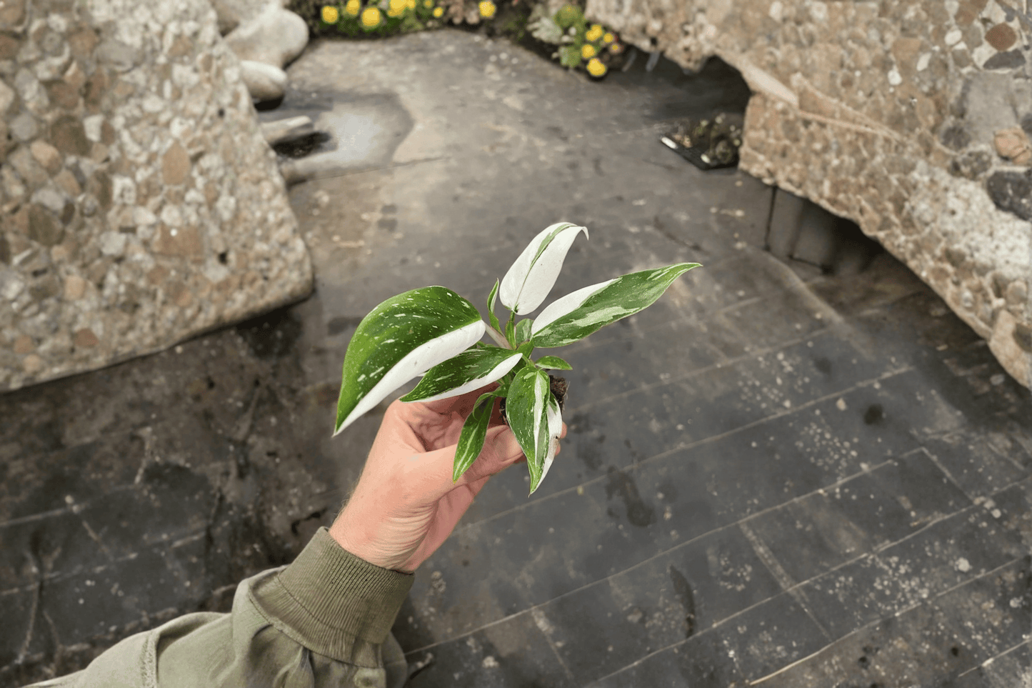 2 Philodendron 'White Princess' Starter Plants Bare Root – Philodendron erubescens 'White Princess'