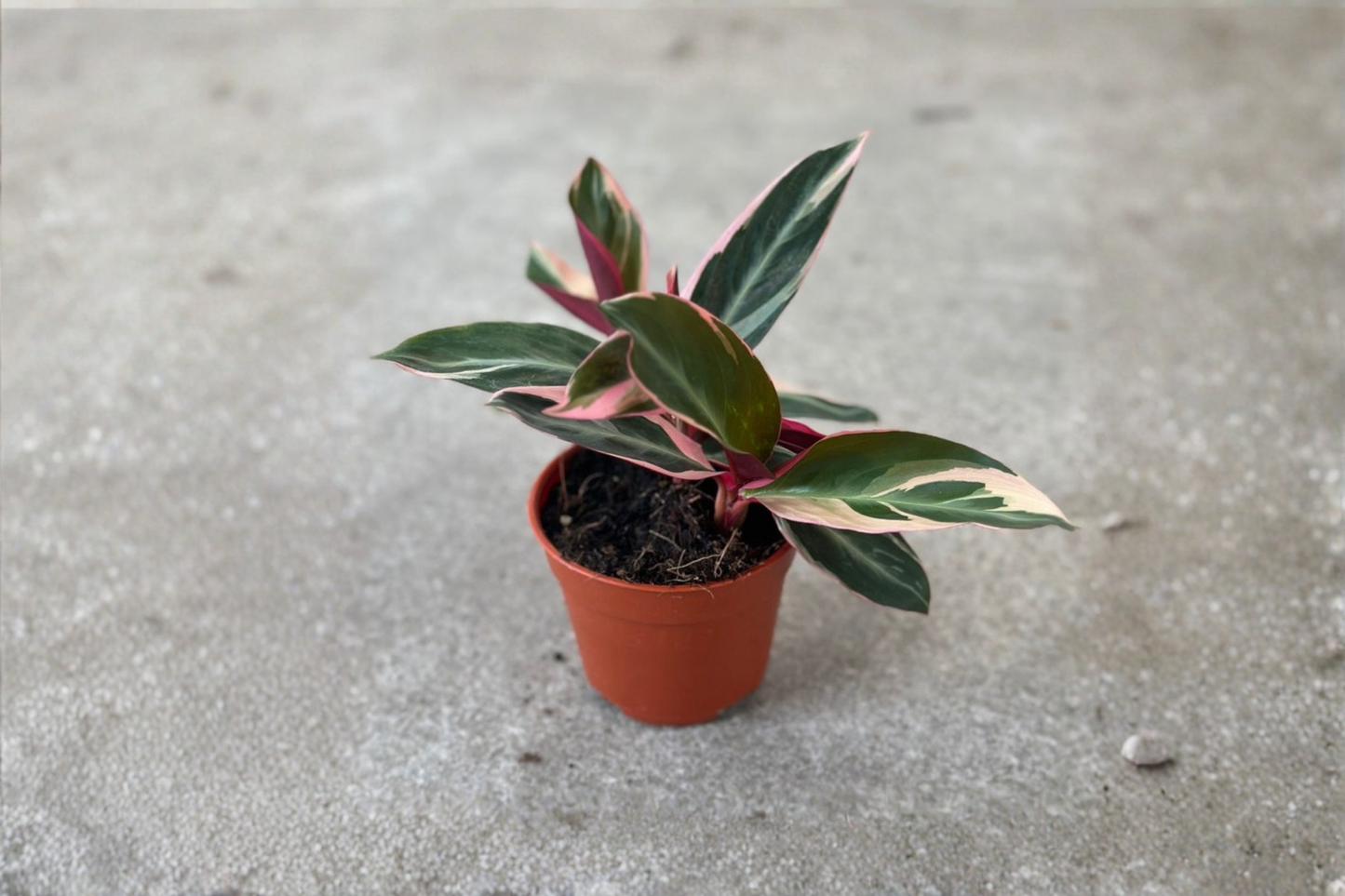 Stromanthe Triostar Live Plant Tricolor Houseplant Tropical Indoor Plant Pink White Green Foliage Plant Gift