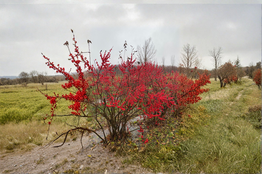 Female Winterberry ‘Maryland Beauty’ 12” Live Plant – Ilex verticillata Red Berry Shrub in 1 Gallon Pot