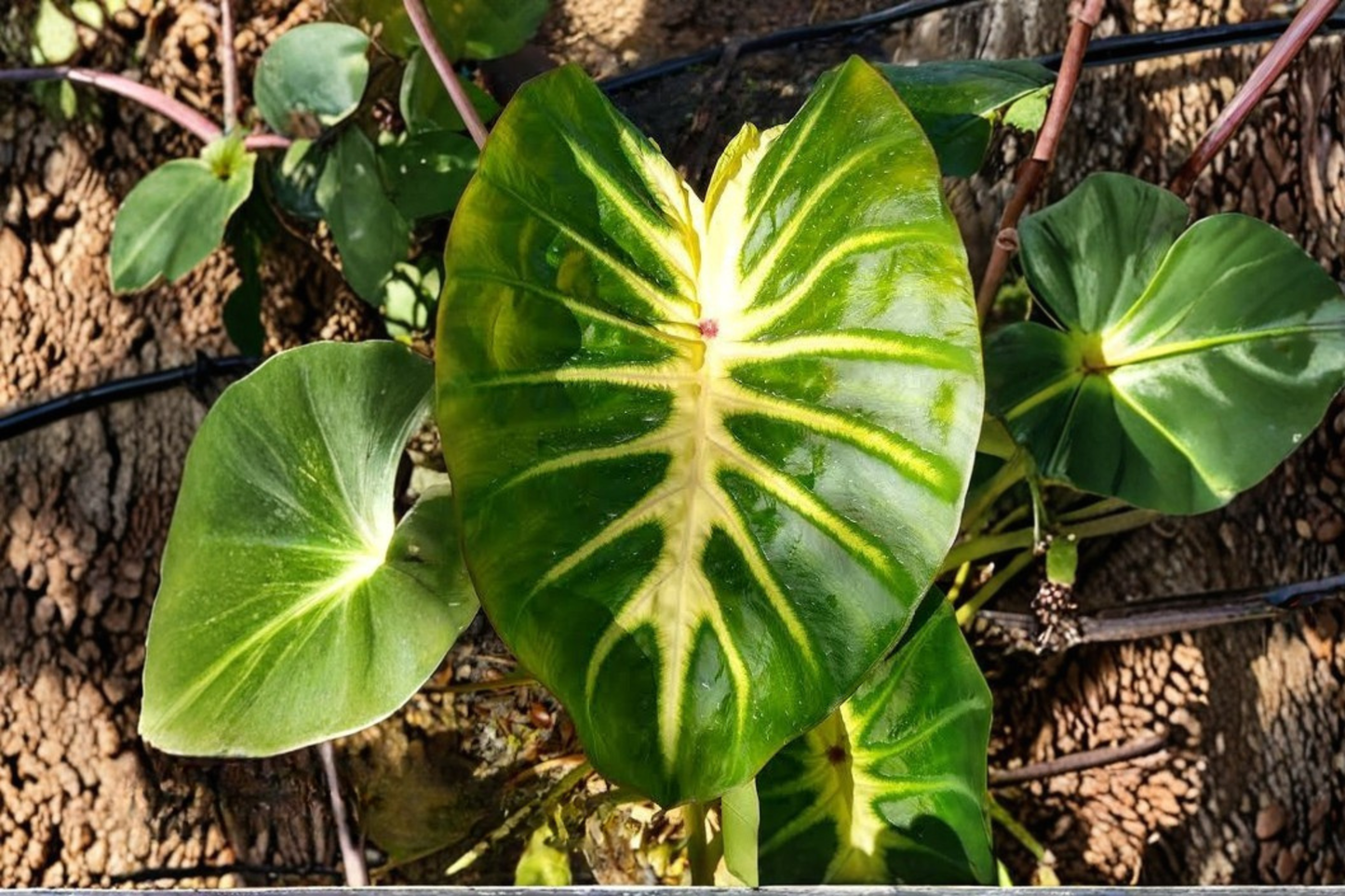 Waikiki Elephant Ear Live Starter Plant – Colocasia esculenta