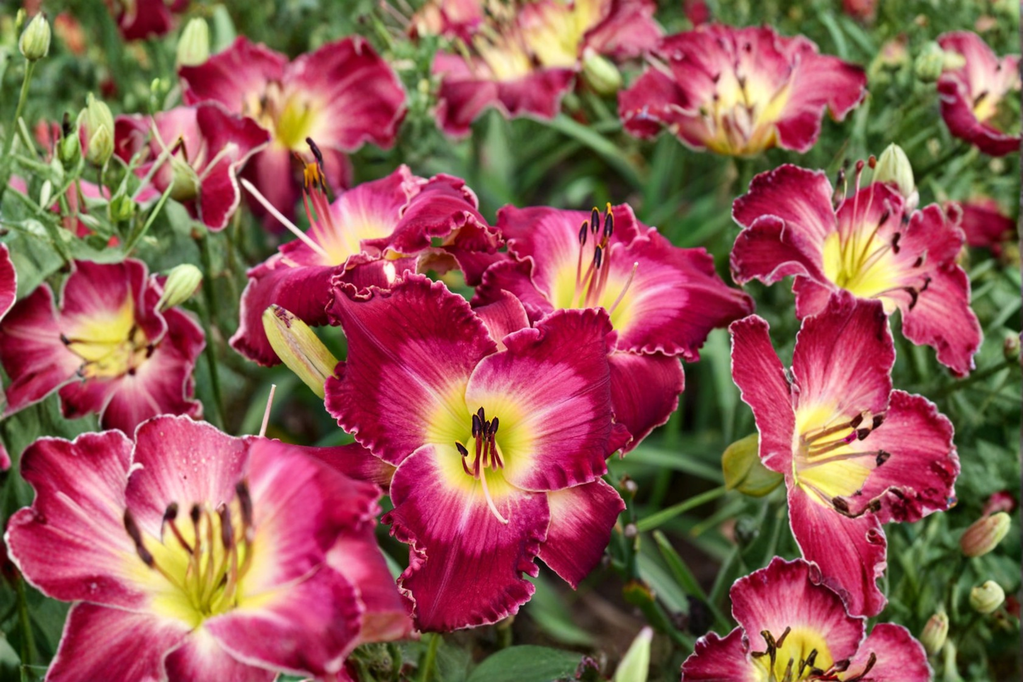 Blood Sweat And Tears Daylily Bare Root 3 Pack – Hemerocallis Perennial Flower Red Yellow Blooms Garden Plant