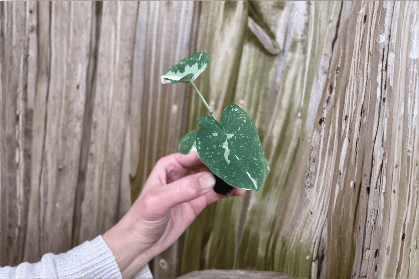 Colocasia ‘Milky Way’ Ele Paio 2 Live Starter Plants