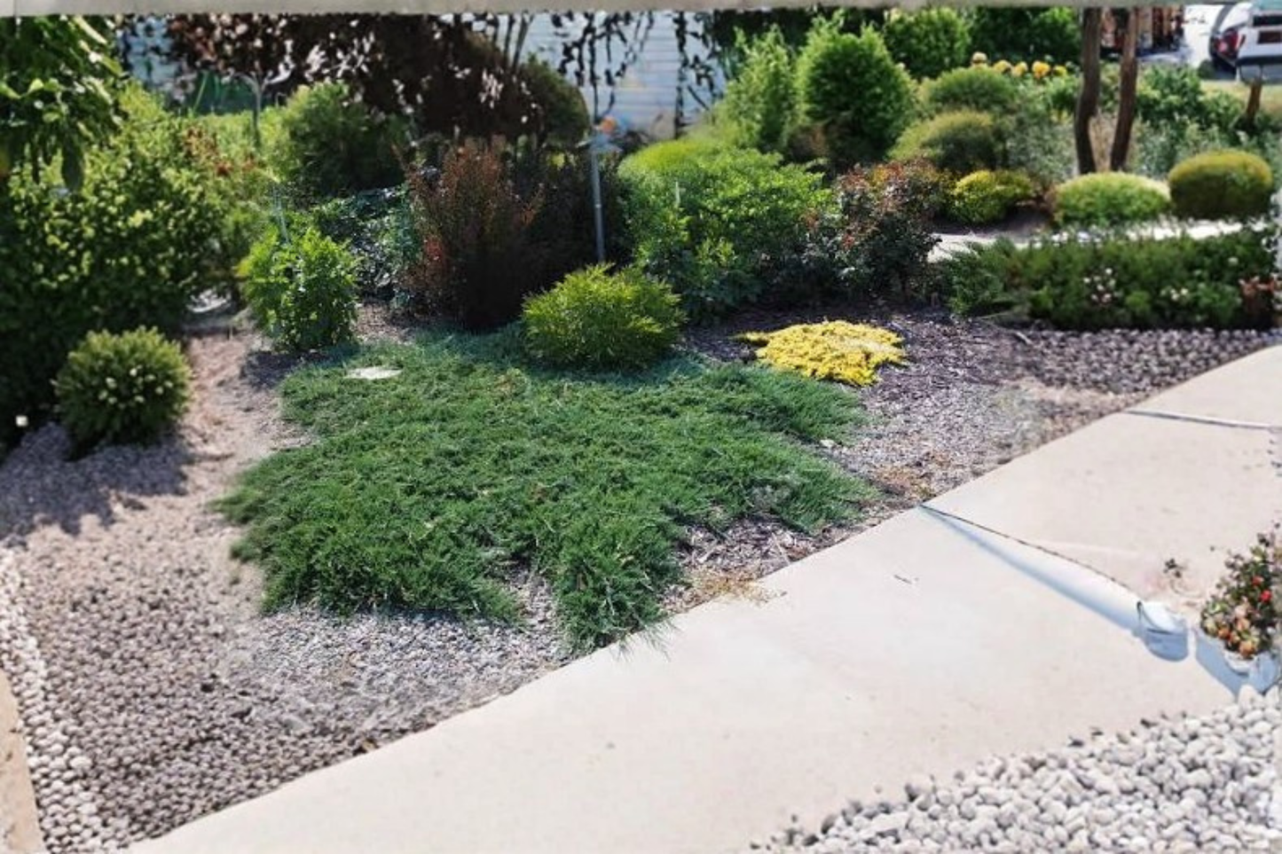 Juniper Blue Rug | 10 Live 2 Inch Plants | Juniperus horizontalis | Groundcover